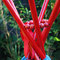 Dsc_2754_grid