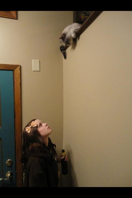 Cat_large