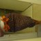 Bow_skirt_2_grid