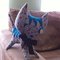 Cat_boy_grid