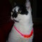 Orange_necklace_grid