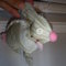 Bunny_keychain_a_grid