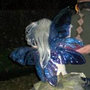 Vinyl_wings_thumb