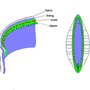 Stripedpattern_4__thumb