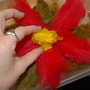 Dsc_0471_thumb