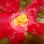 Dsc_0472_thumb