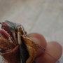 Step_6_thumb