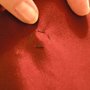 Obi_step_17_thumb