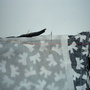 Nosew_8_thumb