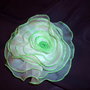 Green_rose_in_the_rainforest_067_thumb